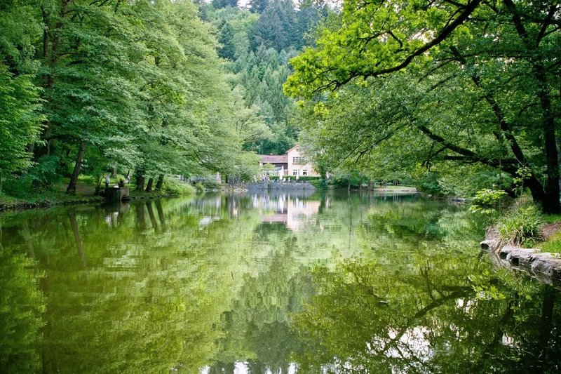Waldsee Galeriebild 3