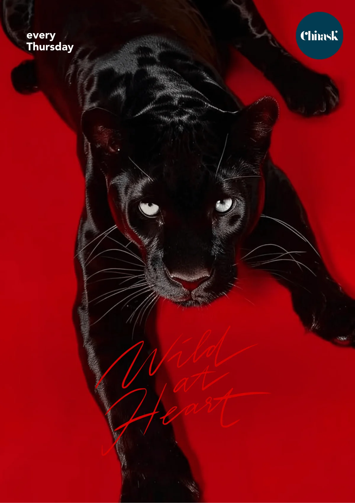 Flyer: WILD AT HEART Flyer: WILD AT HEART