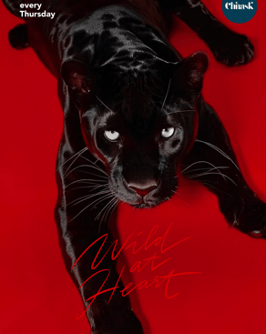 Event: WILD AT HEART Event-Bild: WILD AT HEART